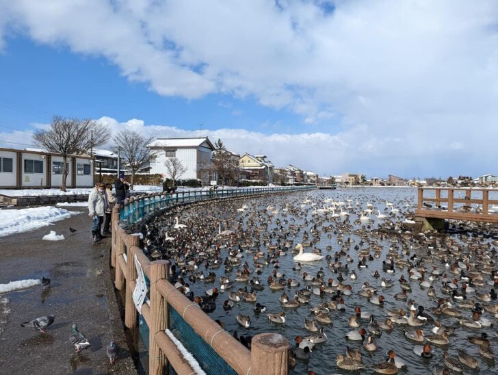 瓢湖水きん公園の水鳥たち