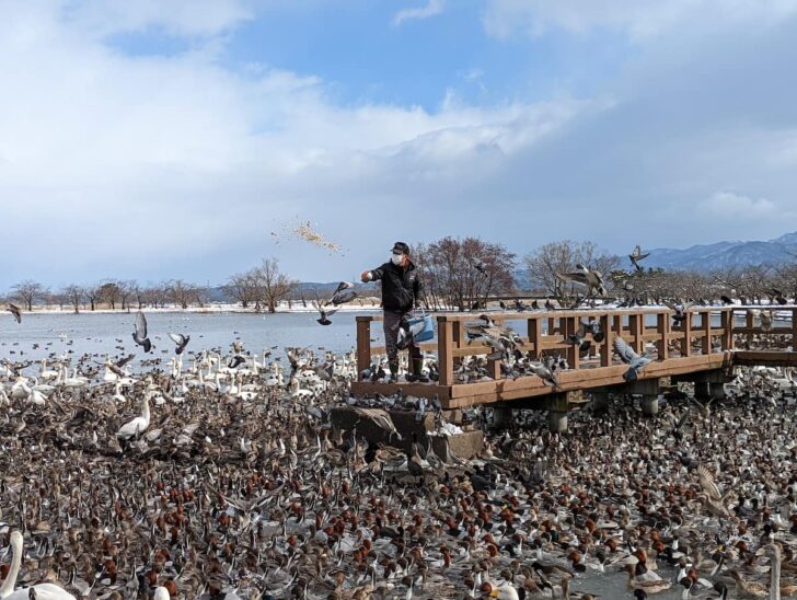 瓢湖水きん公園のエサやり